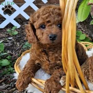 Rocky, Cavapoo Puppy