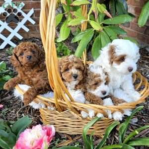 Rocky, Cavapoo Puppy