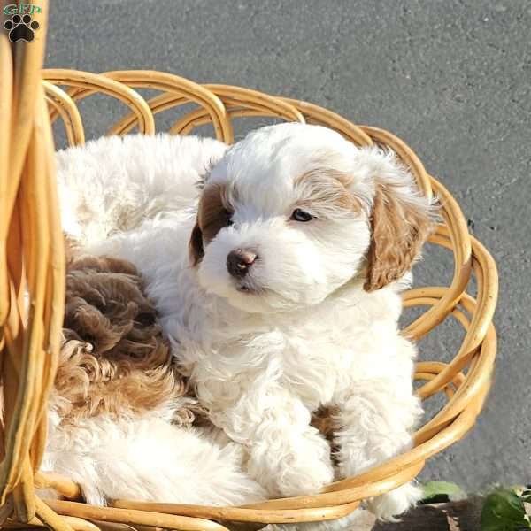 Stormy, Cavapoo Puppy