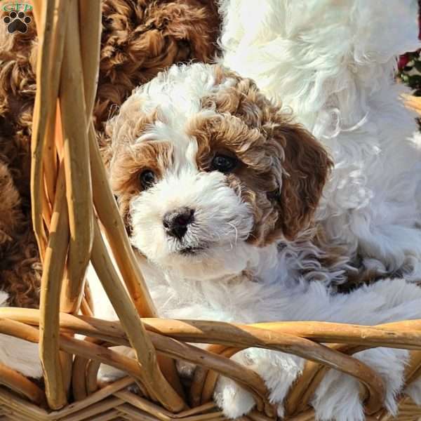Skye, Cavapoo Puppy