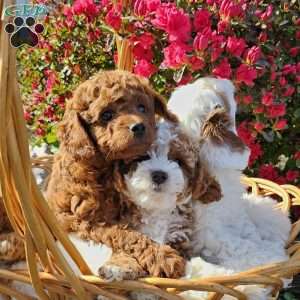 Rocky, Cavapoo Puppy