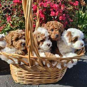 Skye, Cavapoo Puppy