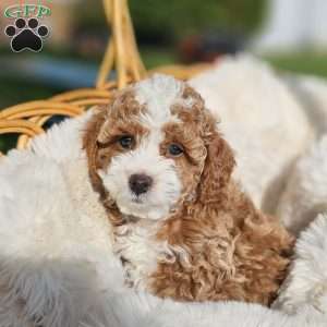 Skye, Cavapoo Puppy