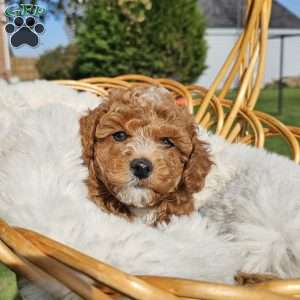 Ryver, Cavapoo Puppy