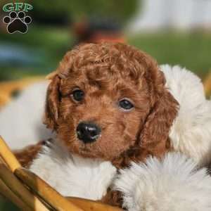 Rocky, Cavapoo Puppy