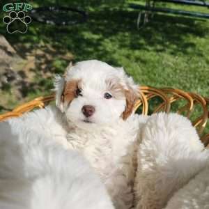 Stormy, Cavapoo Puppy