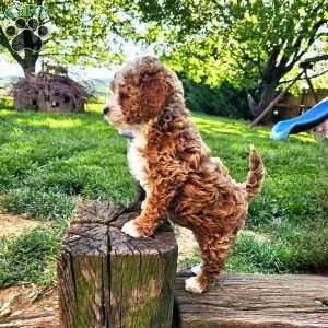 Skye, Cavapoo Puppy