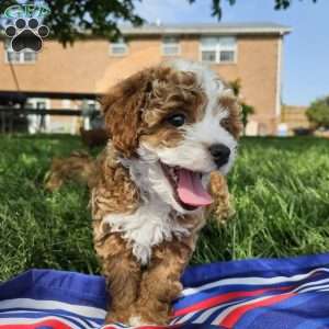 Skye, Cavapoo Puppy