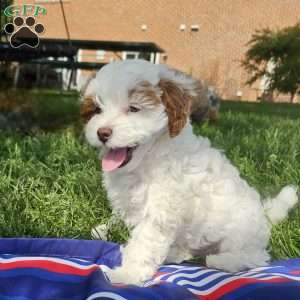 Stormy, Cavapoo Puppy