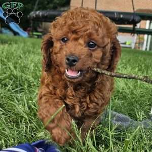 Rocky, Cavapoo Puppy