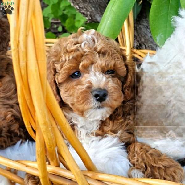Ryver, Cavapoo Puppy