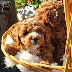 Ryver, Cavapoo Puppy