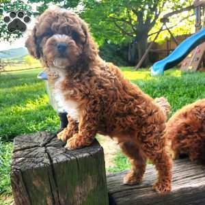 Ryver, Cavapoo Puppy