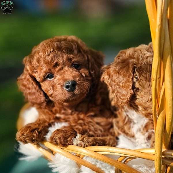 Rocky, Cavapoo Puppy