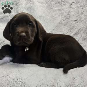 Alex, Chocolate Labrador Retriever Puppy