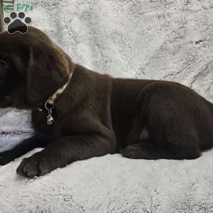 Alex, Chocolate Labrador Retriever Puppy