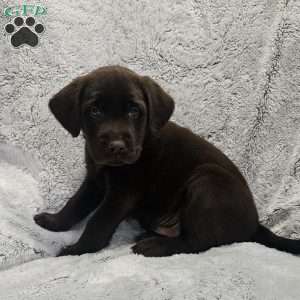 Alex, Chocolate Labrador Retriever Puppy