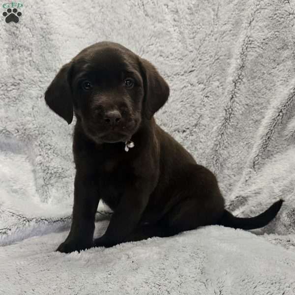 Alex, Chocolate Labrador Retriever Puppy