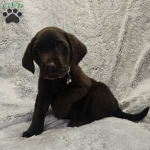 Alex, Chocolate Labrador Retriever Puppy