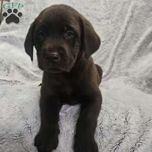 AJ, Chocolate Labrador Retriever Puppy