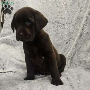 AJ, Chocolate Labrador Retriever Puppy