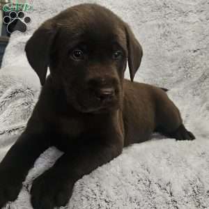 AJ, Chocolate Labrador Retriever Puppy
