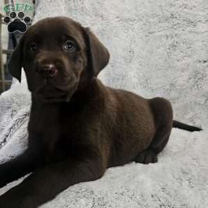AJ, Chocolate Labrador Retriever Puppy