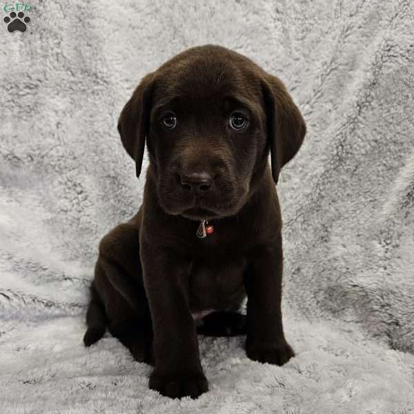 Colt, Chocolate Labrador Retriever Puppy