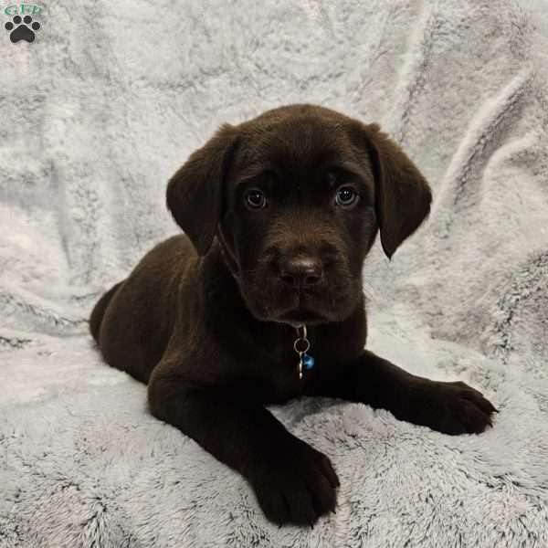 Derek, Chocolate Labrador Retriever Puppy
