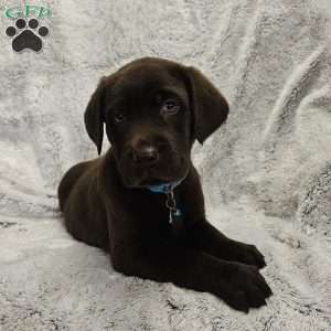 Derek, Chocolate Labrador Retriever Puppy