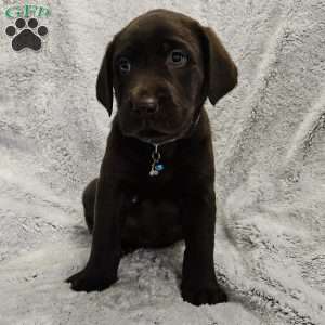 Derek, Chocolate Labrador Retriever Puppy