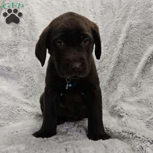 Derek, Chocolate Labrador Retriever Puppy