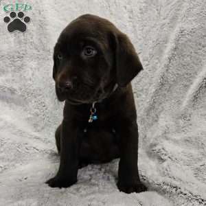 Derek, Chocolate Labrador Retriever Puppy