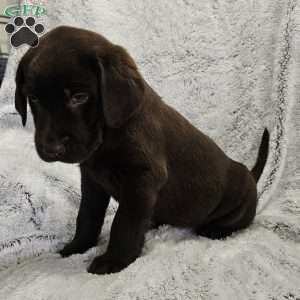 Derek, Chocolate Labrador Retriever Puppy