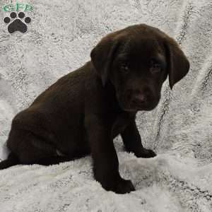 Leo, Chocolate Labrador Retriever Puppy