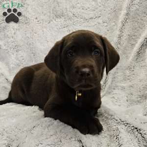 Leo, Chocolate Labrador Retriever Puppy
