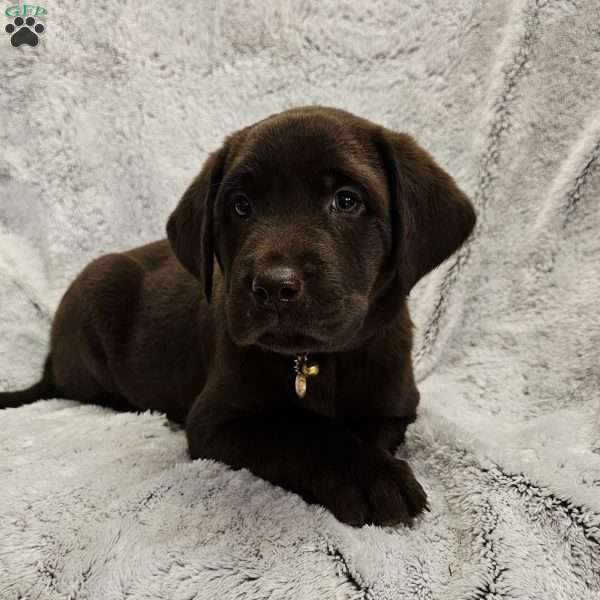Leo, Chocolate Labrador Retriever Puppy