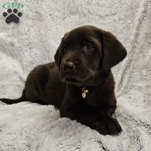 Leo, Chocolate Labrador Retriever Puppy