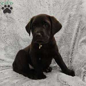 Leo, Chocolate Labrador Retriever Puppy