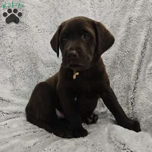 Leo, Chocolate Labrador Retriever Puppy