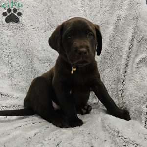 Leo, Chocolate Labrador Retriever Puppy