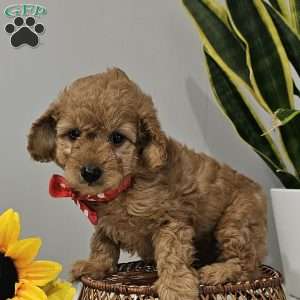Cooper, Cavapoo Puppy