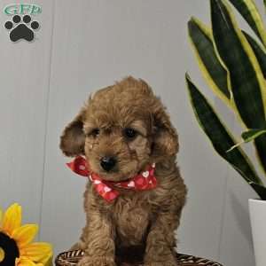 Cooper, Cavapoo Puppy