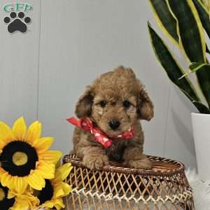 Cooper, Cavapoo Puppy