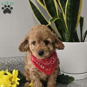Cooper, Cavapoo Puppy