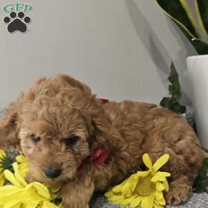 Cooper, Cavapoo Puppy