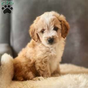 Rosco, Mini Goldendoodle Puppy