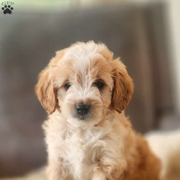 Rosco, Mini Goldendoodle Puppy