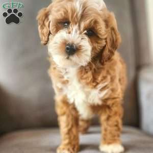 Jenny, Mini Goldendoodle Puppy