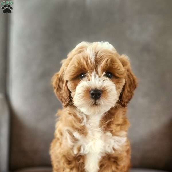 Jenny, Mini Goldendoodle Puppy